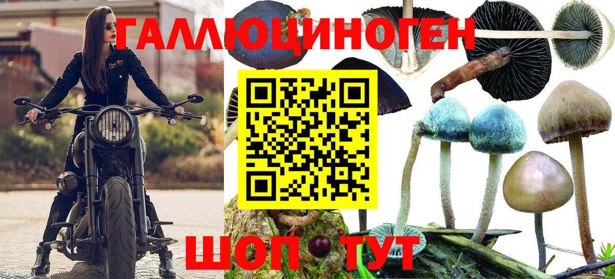 Черняховск  Галлюциногенные грибы Psilocybe  Вход с VPN 